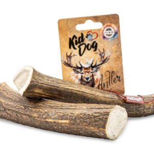 A02415 KIDDOG Antler, całe poroże jelenia - XL