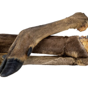 A04246 KIDDOG 100% Naturalny przysmak, Noga jelenia z futrem - 1 szt. / 43 - 49 cm